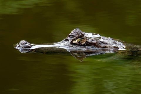 Black caiman (Melanosuchus niger), portrait, Manu National Park, UNESCO World Heritage Site, Peru