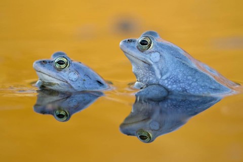 Moor Frogs (Rana arvalis), males, courtship, Middle Elbe, Saxony-Anhalt, Germany