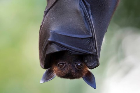 Indian flying fox or greater Indian fruit bat (Pteropus giganteus) hanging, captive
