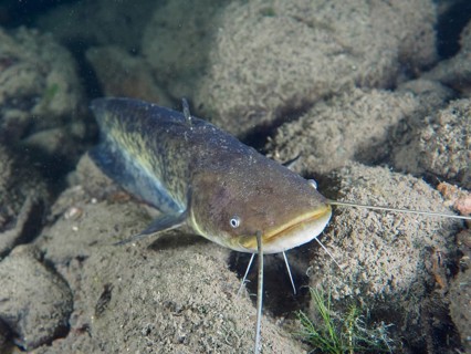 A catfish (Silurus glanis), Waller, with long barbels lies on stony ground next to aquatic plants,