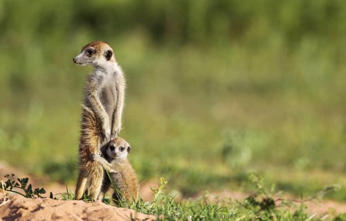 Suricate (Suricata suricatta), adult with young on the lookout, during the rainy season in green