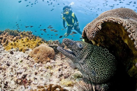 Laced Moray (Gymnothorax favagineus) in front of a scuba diver, Gulf of Oman, Oman