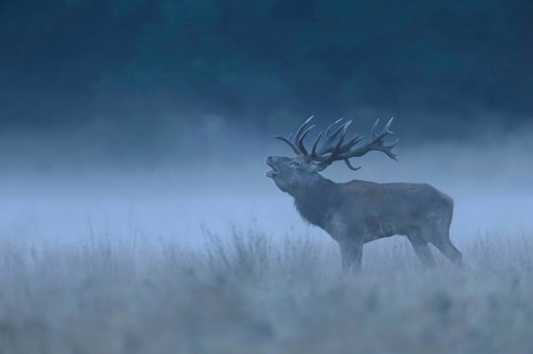 Red deer (Cervus elaphus), roaring buck, foggy meadow, Jägersborg, Denmark