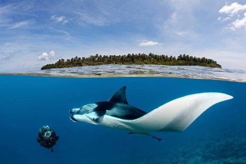 Diver observing reef manta ray (Manta alfredi) over coral reef, near water surface and island,