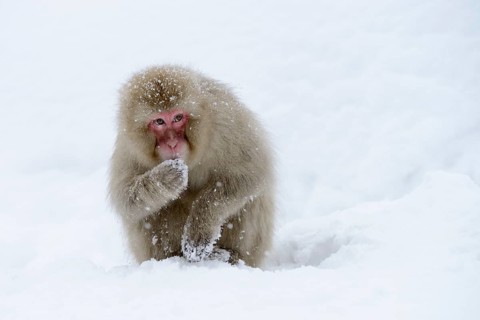 Japanese Macaque or Snow Monkey (Macaca fuscata), eating snow, Affenpark Jigokudani, Nagano