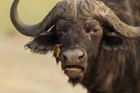Cape Buffalo (Syncerus caffer caffer), bull with Red-billed Oxpecker (Buphagus erythrorhynchus),