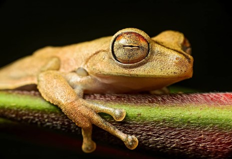 Gunther's banded tree frog (Hypsiboas fasciatus), Amazon rainforest, Copalinga, Zamora Chinchipe,