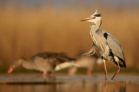 Grey heron (Ardea cinerea), adult walking, morning light, greylag geese (Anser anser) behind,