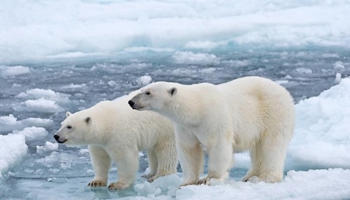 Polar Bears (Ursus maritimus), female and juvenile on an ice floe in the pack ice, Spitsbergen