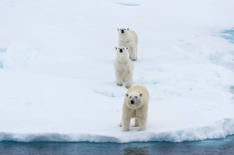 Polar bears (Ursus maritimus), mother with two cubs on edge of melting ice floe, Spitsbergen