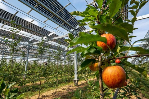 Agri-photovoltaic test plant, an apple tree plantation with two different systems of PV modules was