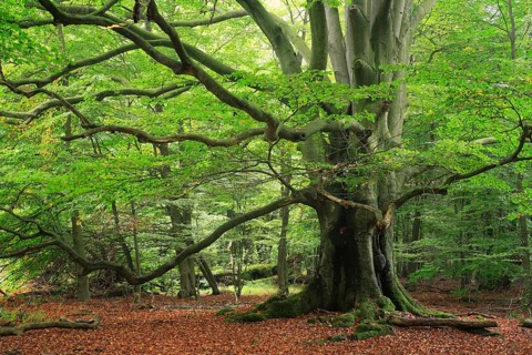 Old beech (Fagus sp.) tree in former wood pasture, Reinhardswald, Sababurg, Hesse, Germany