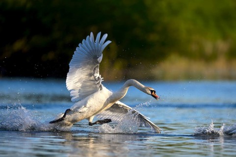 Mute swan (Cygnus olor) in water, attacking, Rheinberg, Lower Rhine North Rhine-Westphalia, Germany