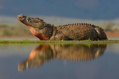 Nile crocodile (Crocodylus niloticus) resting, reflection in water, Zimanga Game Reserve,