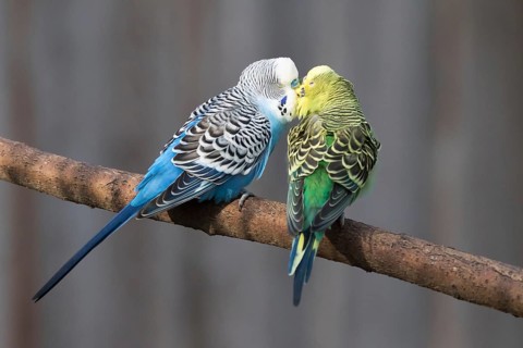 Budgerigars (Melopsittacus undulatus) kissing, captive