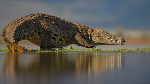 Nile crocodile (Crocodylus niloticus), walking across grassy island on lake, Zimanga Game Reserve,