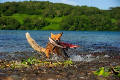 Red Fox (Vulpes vulpes) with a caught salmon, Kurile Lake, Kamchatka Peninsula, Russia