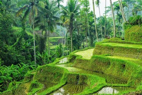 Tegallalang rice terraces, Ubud, Bali, Indonesia