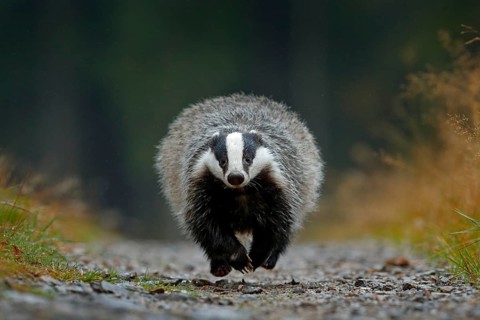 Flying mammal. Badger in forest, animal nature habitat, Germany, Europe. Wildlife scene. Wild