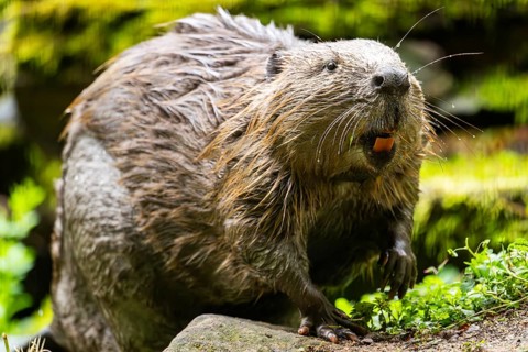Eurasian beaver (Castor fiber) on the ground in the evening, Bavaria, Germany