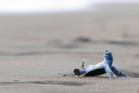 Pacific green turtle or green sea turtlee (Chelonia mydas), juvenile, overturned by wave, lying on