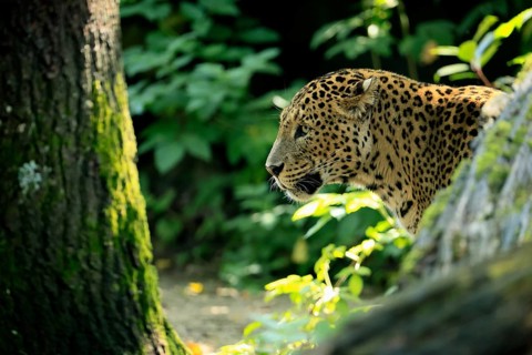 Sri Lanka Leopard (Panthera pardus kotiya), adult, observed, alert, portrait, Sri Lanka