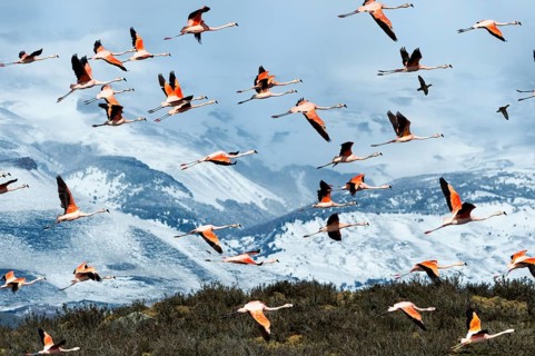 Flock of flying Chilean Flamingos (Phoenicopterus chilensis), Torres del Paine National Park,