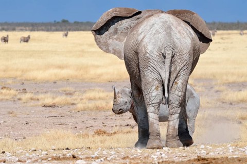African Elephant (Loxodonta africana), adult female facing a fearful adult male Black Rhinoceros