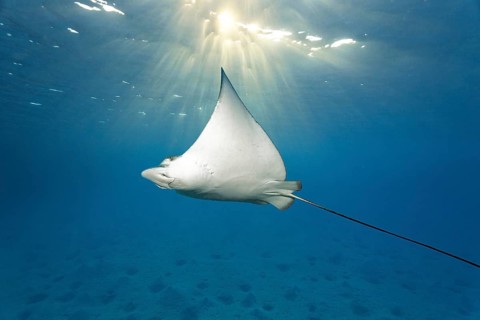 Spotted eagle ray (Aetobatus narinari), sun shining through water, sandy ocean floor, Indian Ocean,