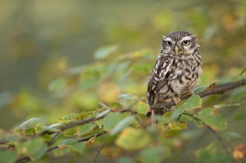 Little Owl (Athene noctua) perched on a branch, North Rhine-Westphalia, Germany