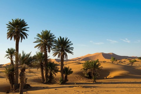 Dunes and palm trees in morning light, Merzouga, Meknès-Tafilalet Region, Morocco