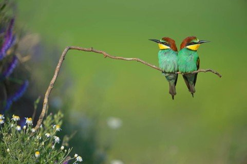 European bee-eaters (Merops apiaster), couple on perch, Kiskunság National Park, Hungary