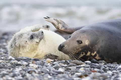 Grey seal, also Atlantic or horsehead seal (Halichoerus grypus) with pup, Heligoland,