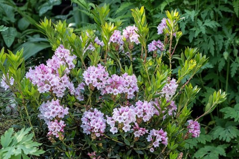 Rhododendron blossom (Rhododendron micranthum Bloombux), Emsland, Lower Saxony, Germany