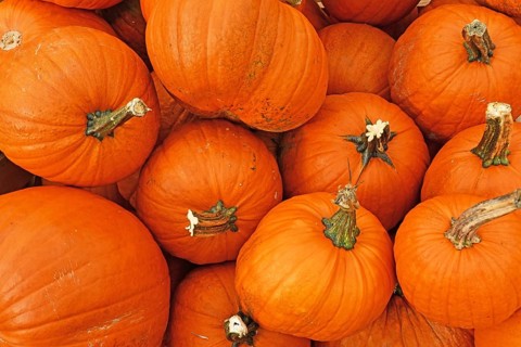 Many large orange Halloween 'Ghostride' pumpkins