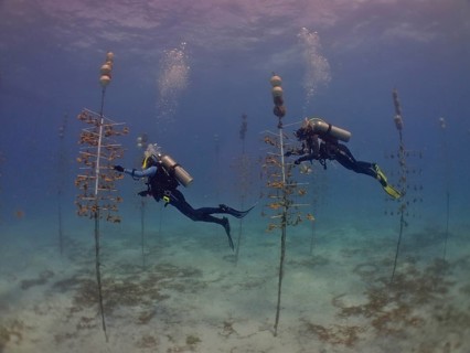 Coral cultivation. Two divers work on planting corals underwater in the ocean. The aim is to grow