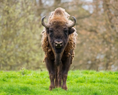Wisent, European bison (Bison bonasus) in molt in a meadow, captive, Germany