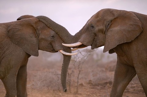 Two African elephants (Loxodonta africana) in playful fight, Zimanga Private Game Reserve,