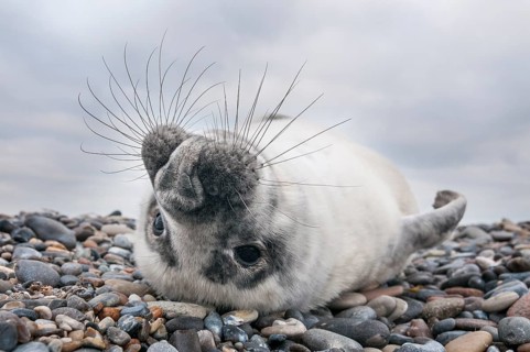 Grey seal (Halichoerus grypus), young, howler, Heligoland, Schleswig-Holstein, Germany
