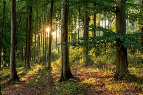 Evening sunlight shines like a star through an atmospheric forest with tall beech trees, creating
