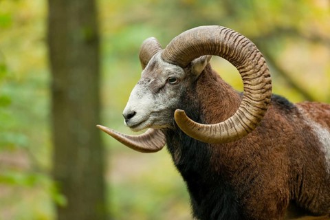 Mouflon (Ovis ammon musimon), ram, captive, Saxony, Germany