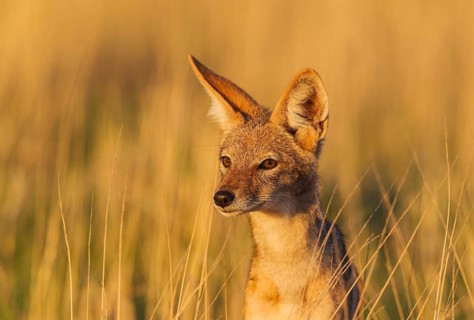 Black-backed Jackal (Canis mesomelas), grassland, portrait, Kalahari Desert, Kgalagadi