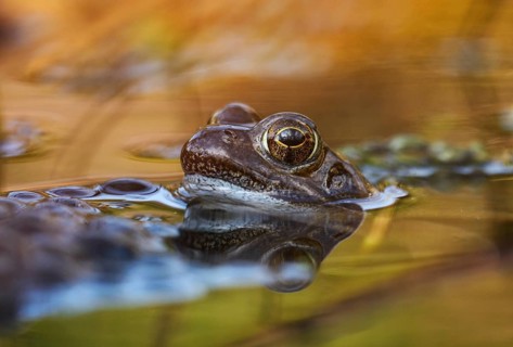 Common Frog (Rana temporaria), spawn, Germany