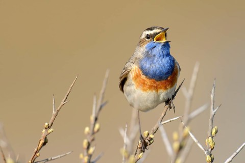 Bluethroat (Luscinia svecica cyanecula), singing on perch, De Geul, Texel, Texel, West Frisian