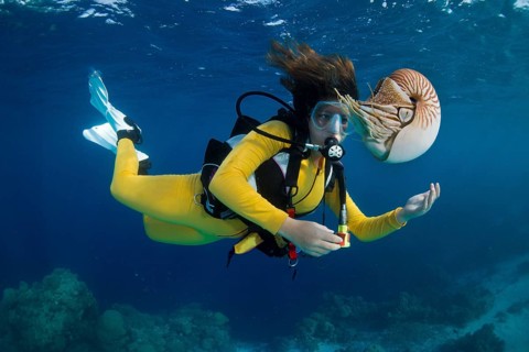 Scuba diver watching a Palau Nautilus (Nautilus belauensis), Palau