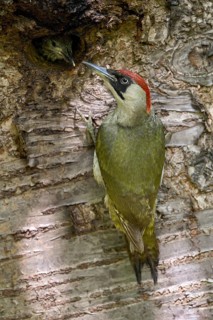 European Green Woodpecker (Picus viridis) female feeding chick in nest hole, North