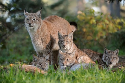 Eurasian Lynx (Lynx lynx) female with cubs, North Rhine-Westphalia, Germany