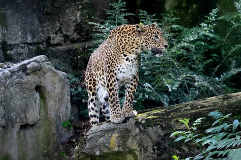 Sri Lanka Leopard (Panthera pardus kotiya), adult, on rocks, alert, Sri Lanka