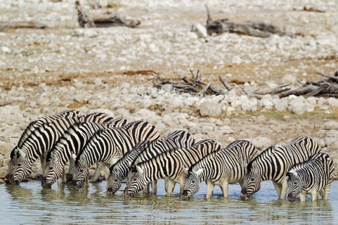 Burchell's zebras (Equus quagga burchellii) drinking at waterhole, Etosha National Park, Namibia