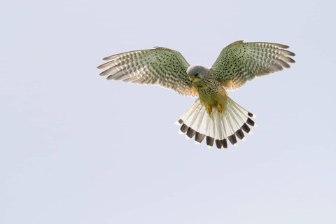 A Common Kestrel (Falco tinnunculus), male, hovering in the sky with outstretched wings, shaking